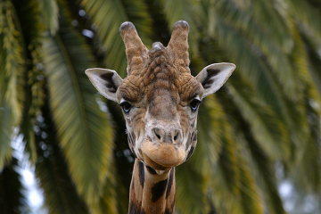 Melbourne Zoo Giraffe