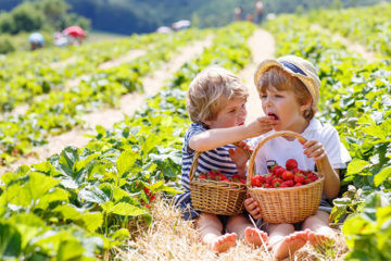 Strawberry farming in Queensland