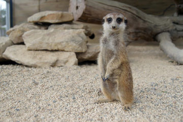 Zoos and Sanctuaries in New South Wales