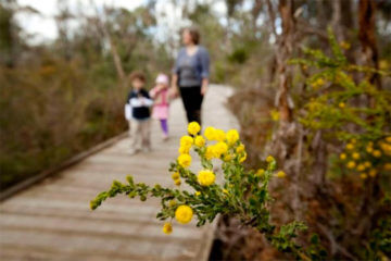 Victorian pram friendly bush walks
