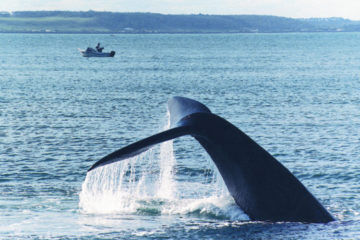 whale watching Portland, Victoria