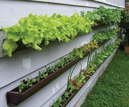 Clever idea: gutter veggie garden