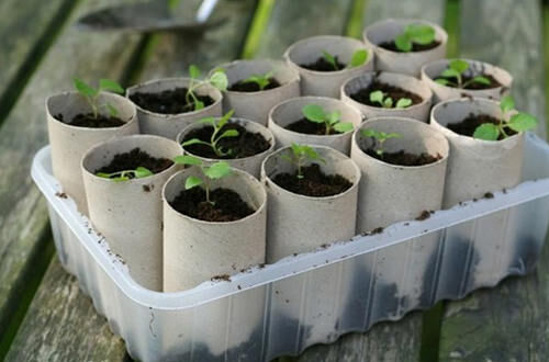 Toilet paper rolls uses as seedling containers