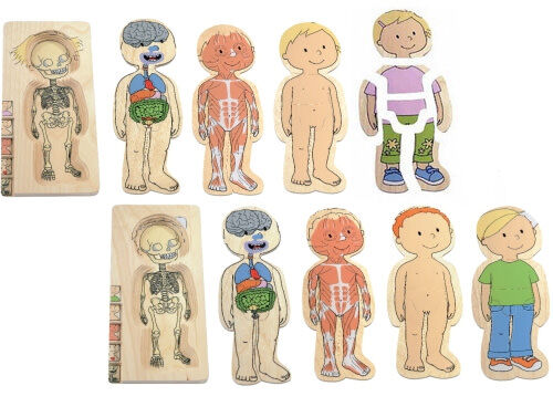 Wooden layer puzzle teaches kids about their bodies