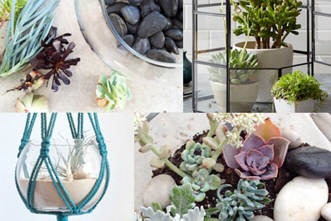 Terrariums_header_new