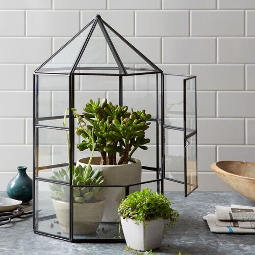 Greenhouse terrarium