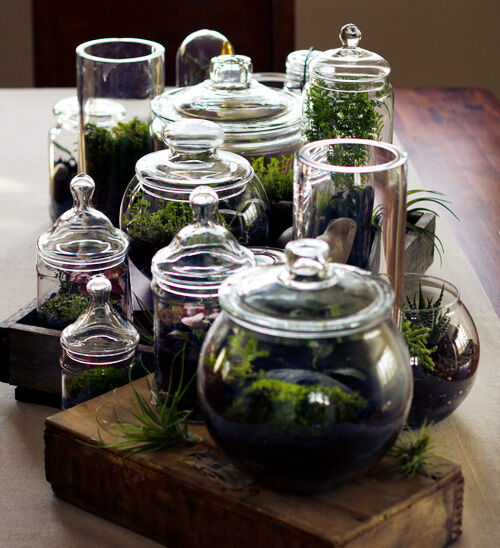 Glass jar terrariums