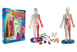 9 best human body toys that teach kids about the anatomy