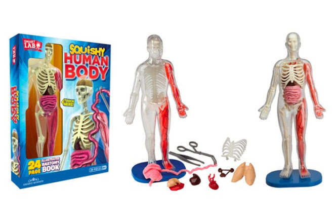 Best Human Body Toys: Smart Lab Squishy Human Body