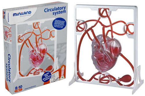 Miniland Circulatory System