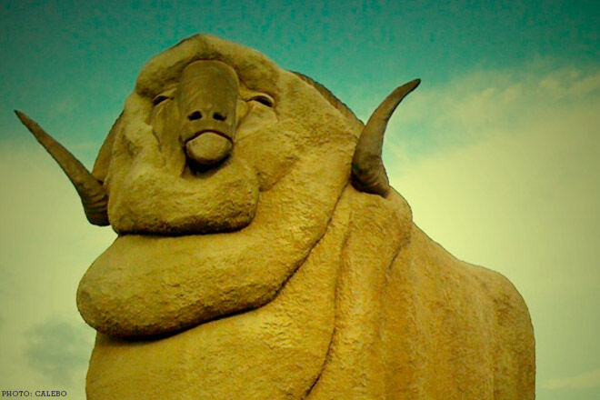 The Big Merino