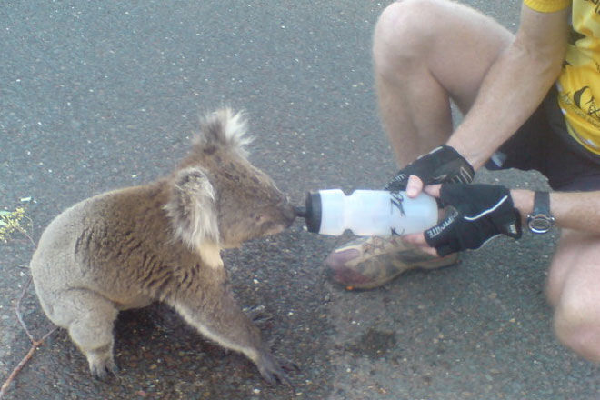 thirsty-koala-