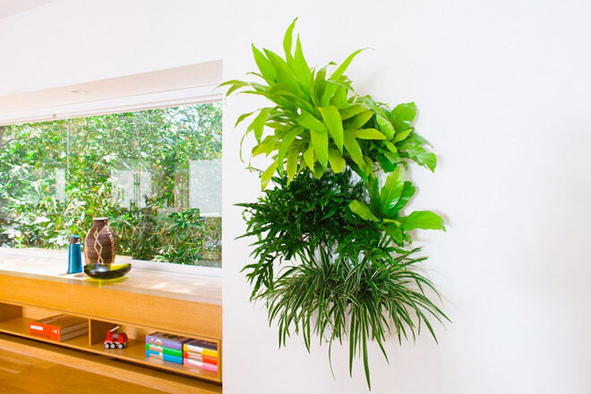 Indoor plants