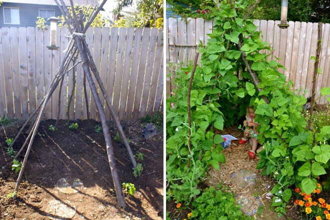 Sweet pea tepee