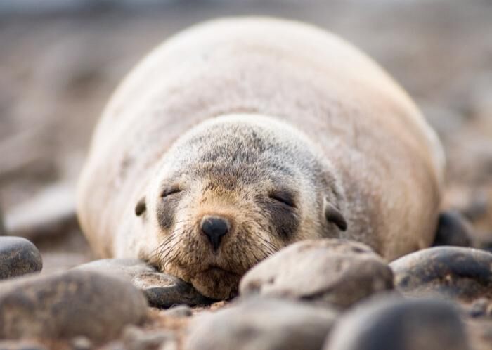 fur seal at Phillip Island