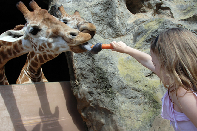 Tooronga Zoo Feeding a Giraffe