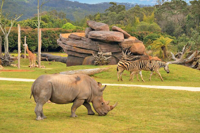 Australia Zoo African Savannah featuring zebra, giraffe and rhinos