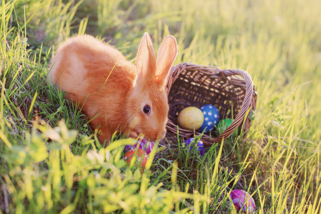 Easter bunny with eggs