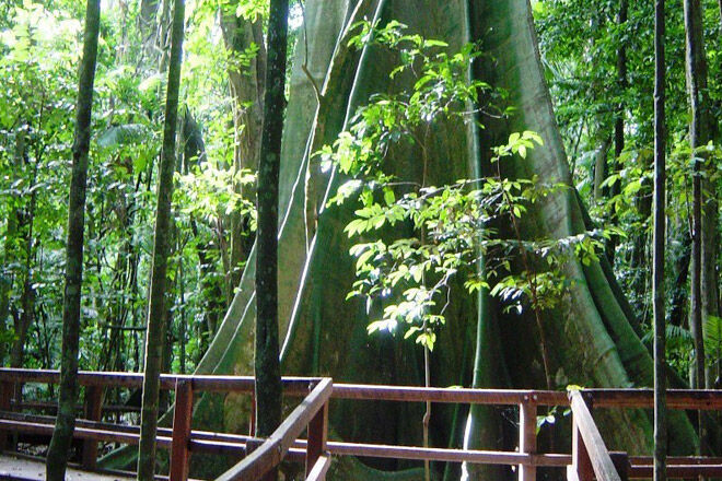 Queensland bush walk pram