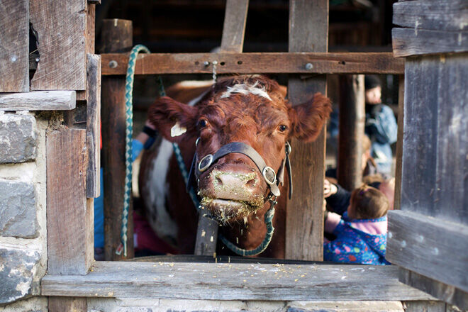 Collingwood-childrens-farm