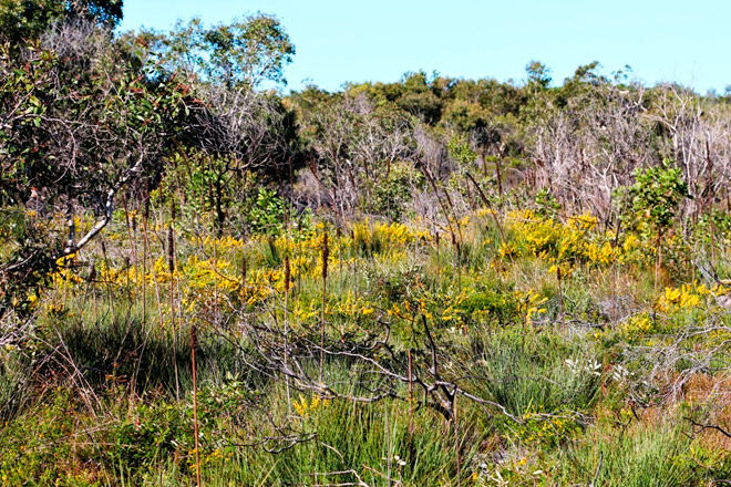 Queensland bush walk pram