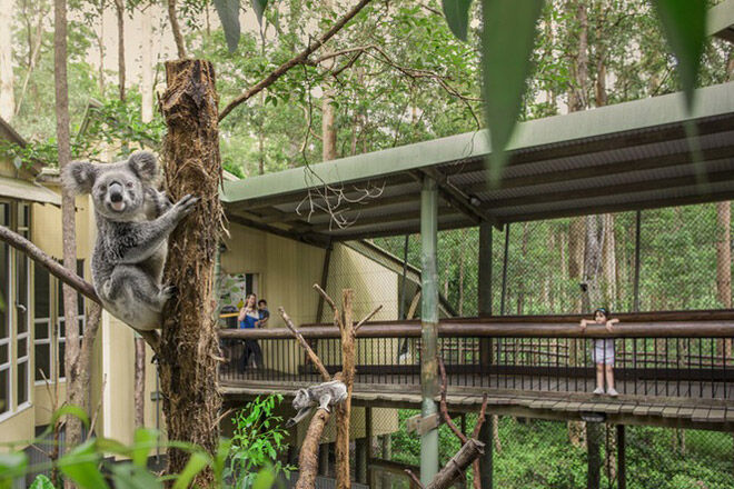 Koala Logan City bush walk pram