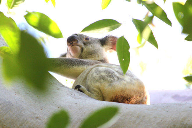 noosa walk pram koala