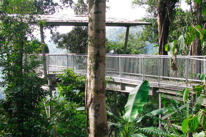 Queensland bush walk pram rainforest