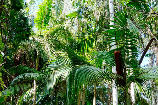 Queensland bush walk