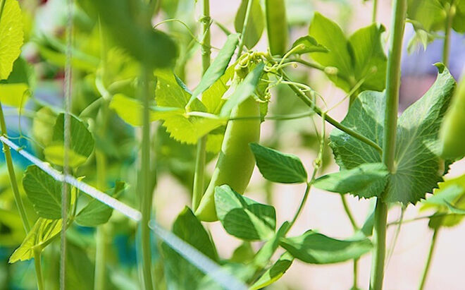 Start a veggie garden with your kids with sugar snap peas. Earth Day Activities for Kids.