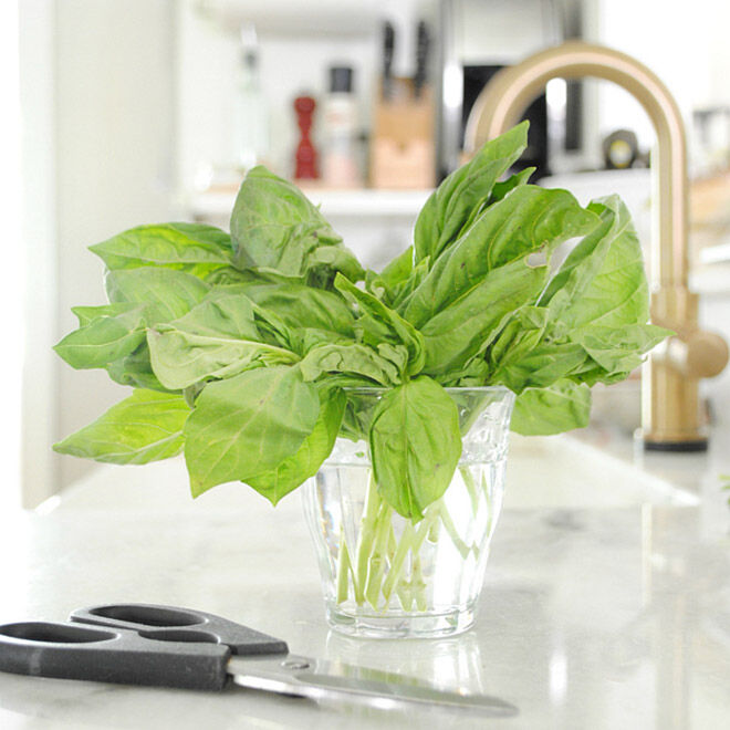 How to keep your basil fresher for longer.