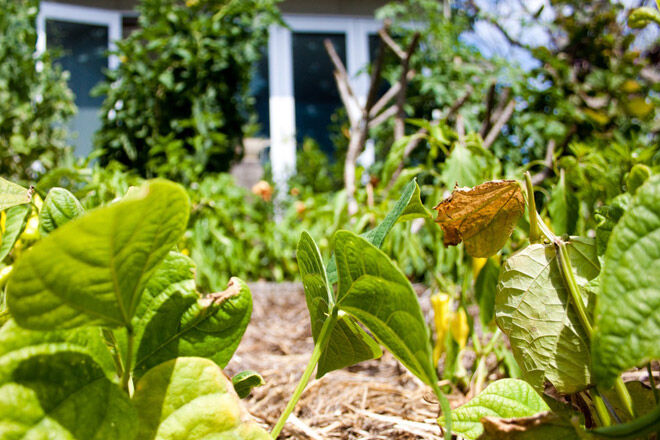 kid vegetable garden home