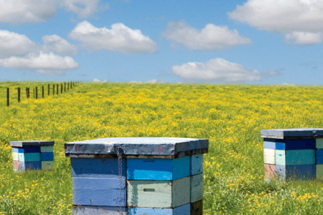 Queensland kids honey