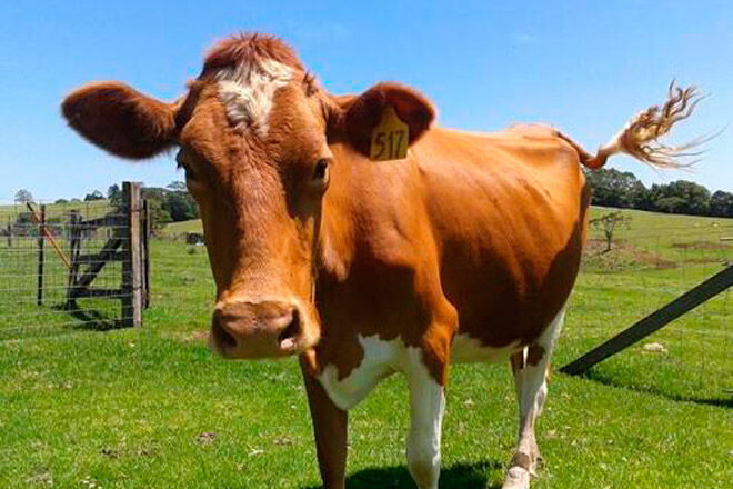 Queensland farm kids dairy food milk