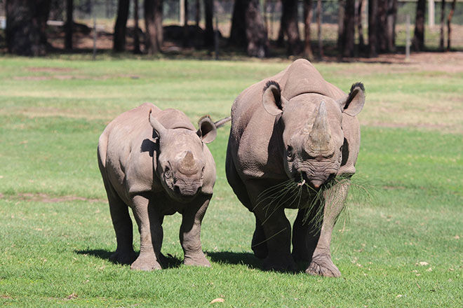 Western Plains Zoo -Zoos and Sanctuaries to visit in NSW.