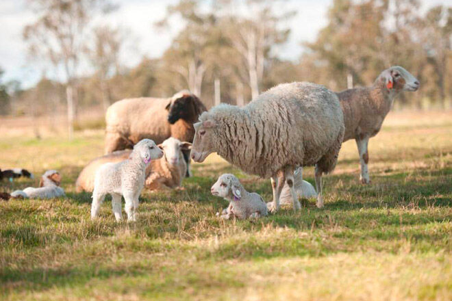 kid open day farm sheep Queensland