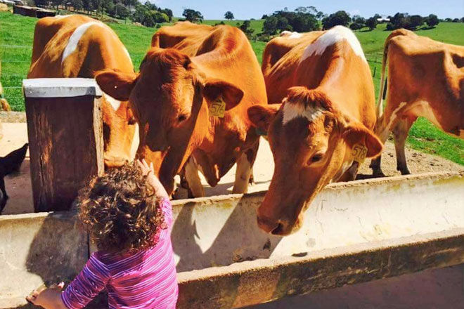 Farm to fridge learning about food