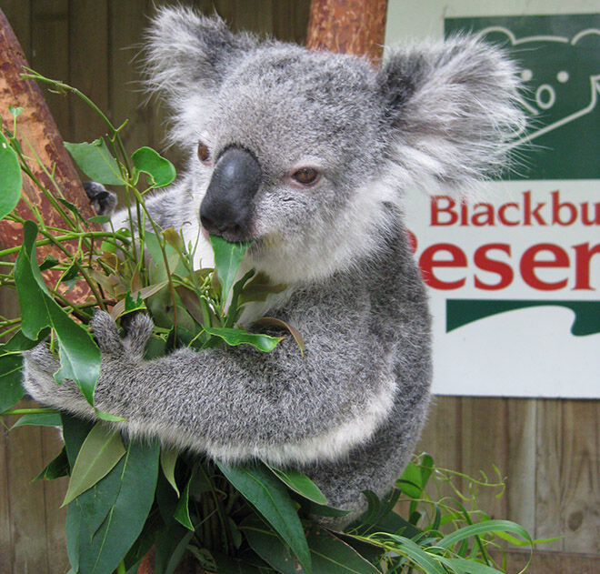 Blackbutt Reserve -Zoos and Sanctuaries in NSW