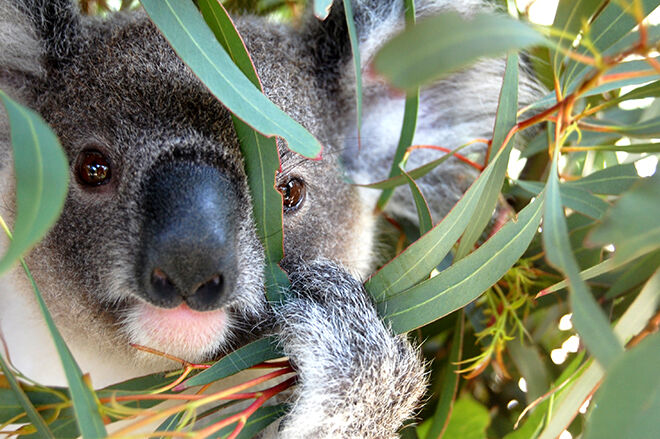 Australia Walkabout Wildlife Park -Zoos and Sanctuaries in NSW