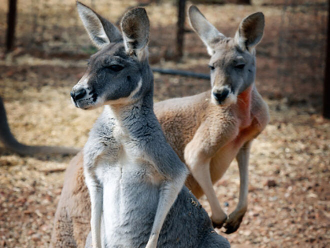 Waterways Wildlife Park -Zoos and Sanctuaries in NSW