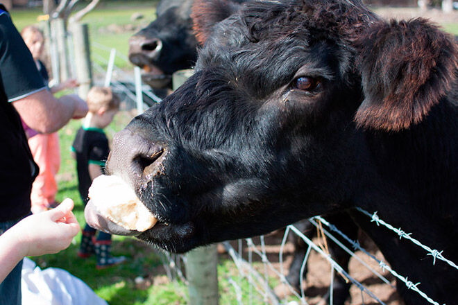 farm children victoria melbourne Animal Land Children's Farm