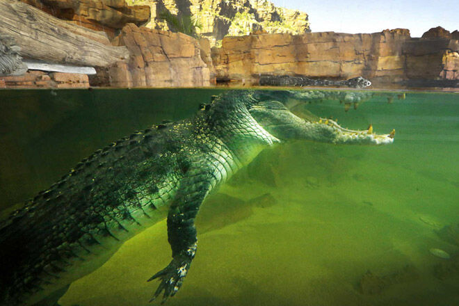 Ballarat Wildlife Park crocodile
