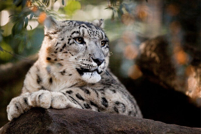 Billabong-zoo-snow-leopard