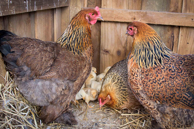 victoria kid farm hen chicken animal Bundoora Park Farm