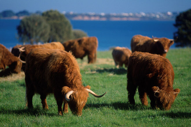 Churchill Island Heritage Farm