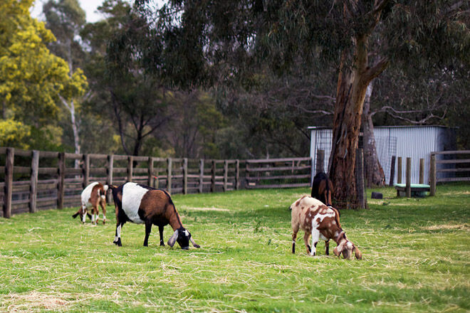 animal farm kid victoria melbourne collingwood childrens farm