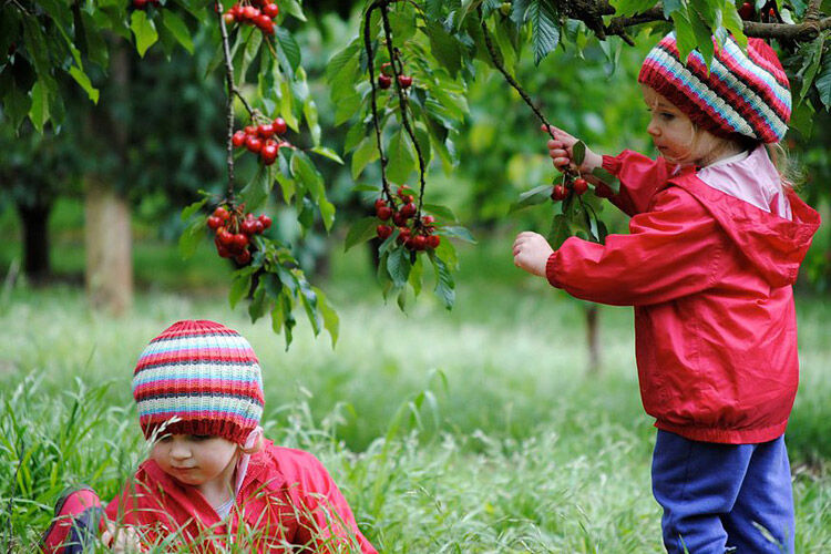 ripe n ready farm cherries cherry victoria kid pick food