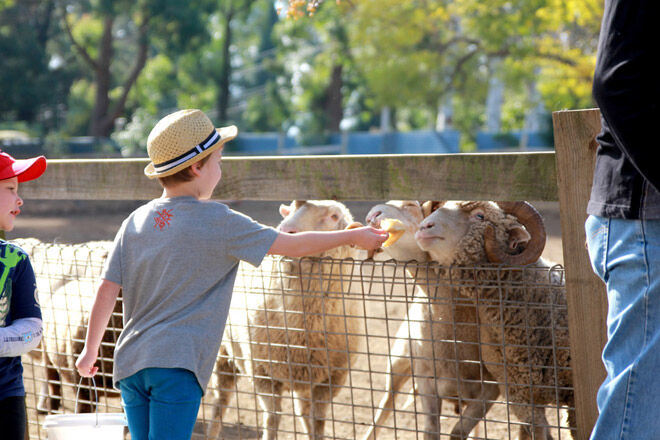 kids farm animals children