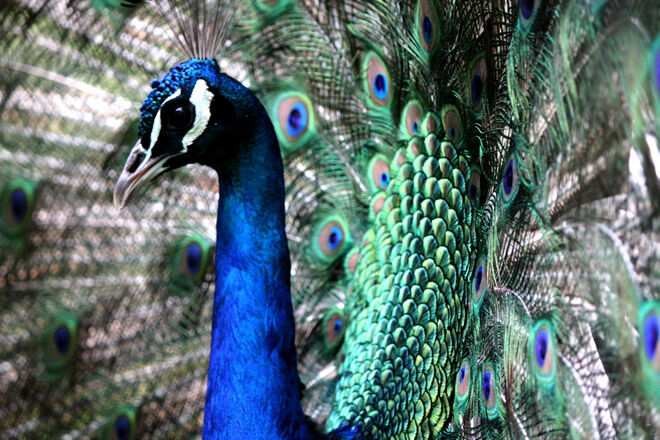 Great Ocean Road Wildlife Park peacocks
