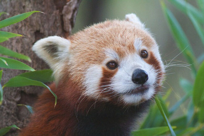 red panda Halls Gap Zoo